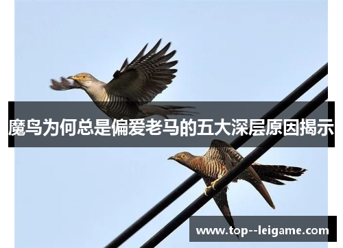 魔鸟为何总是偏爱老马的五大深层原因揭示 魔鸟为何总是偏爱老马的五大深层原因揭示